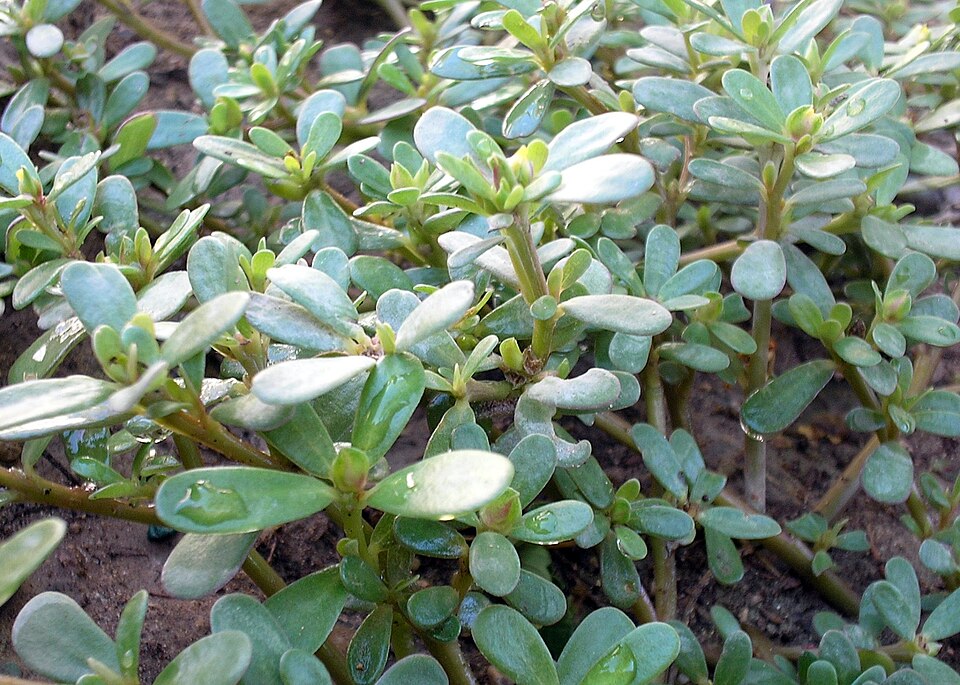 馬齒莧植株，顯示肉質葉和匍匐枝