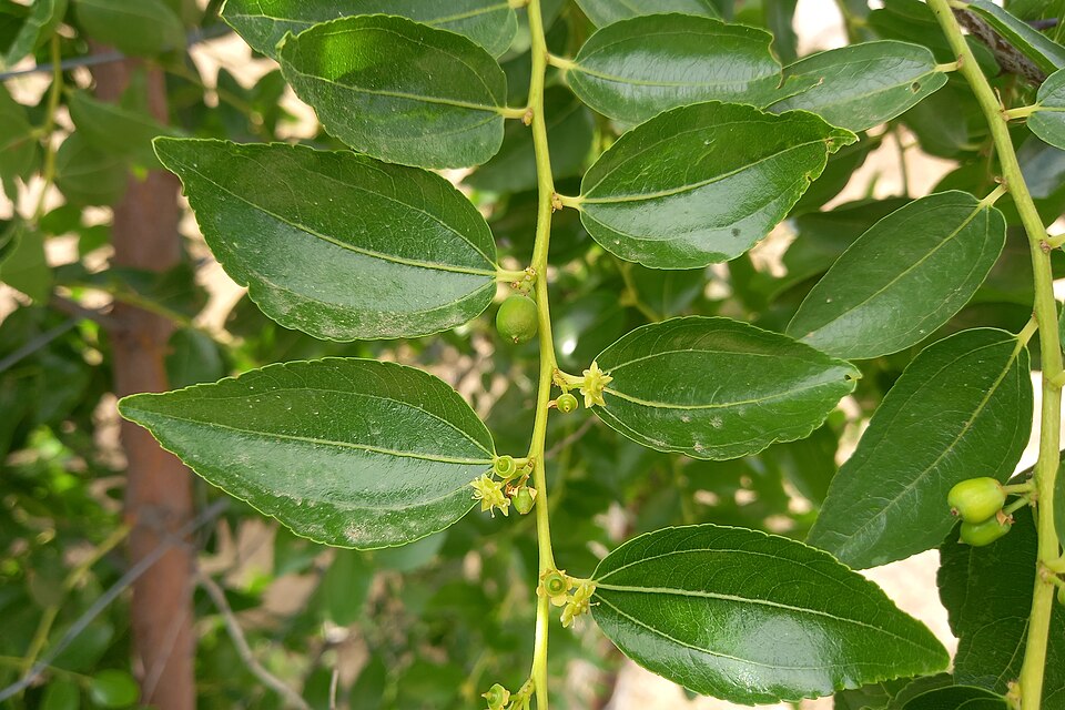 棗樹的葉片、小花與未熟綠色果實